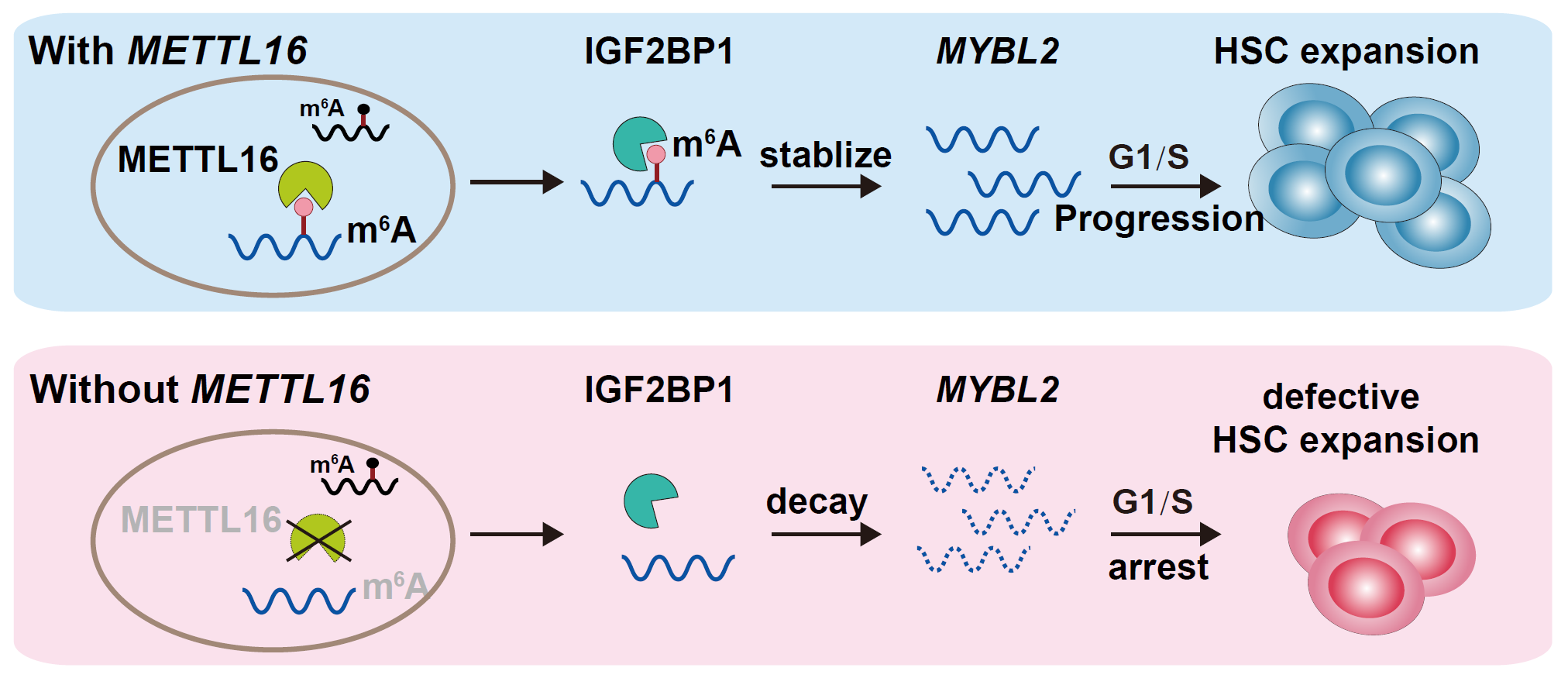 水生所联合华中科技大学揭示RNA甲基转移酶Mettl16调控细胞周期G1/S进程的新机制