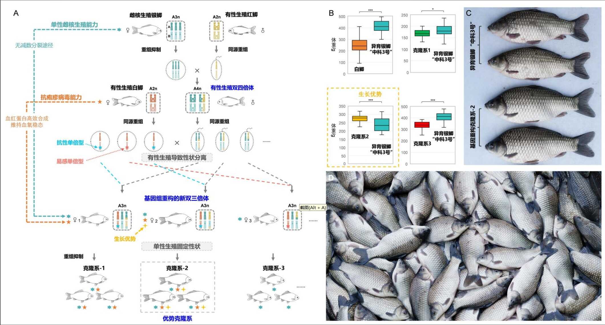 水生所通过操控有性-单性生殖转换创制基因组重构的高抗高产新多倍体