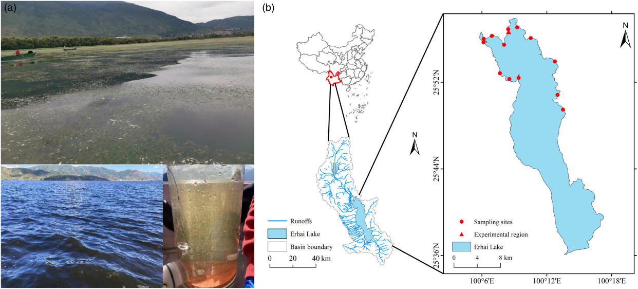 水生所联合研究揭示沉水植物物种多样性和化学计量内稳性对群落多维稳定性的影响机制