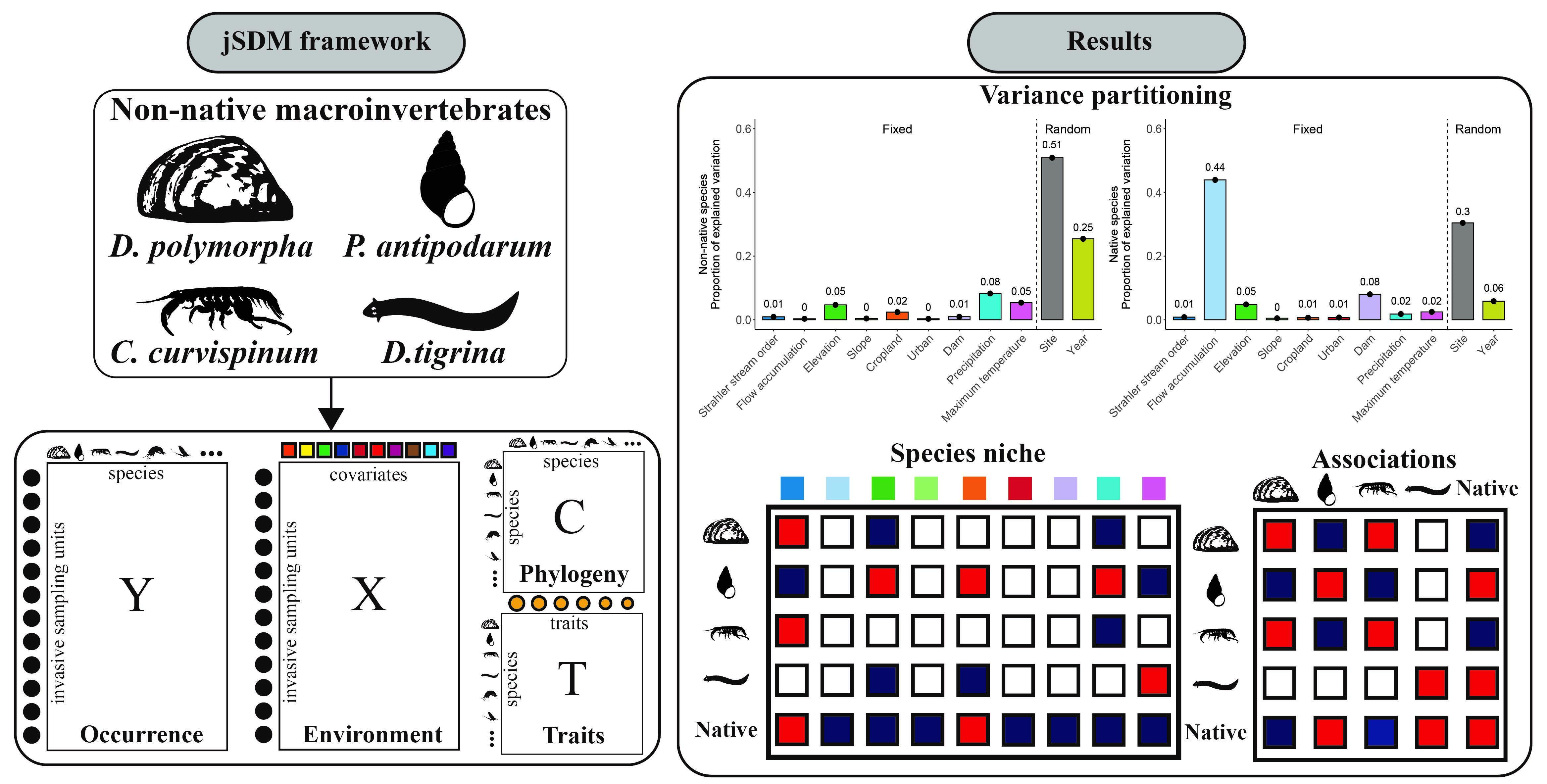 水生所研究发现差异化机制驱动了本地和非本地底栖动物的共现模式解耦