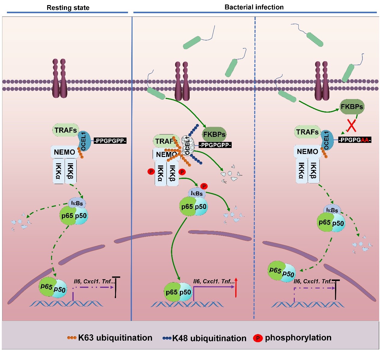 水生所研究发现宿主细胞中感知细菌分子的重要因子