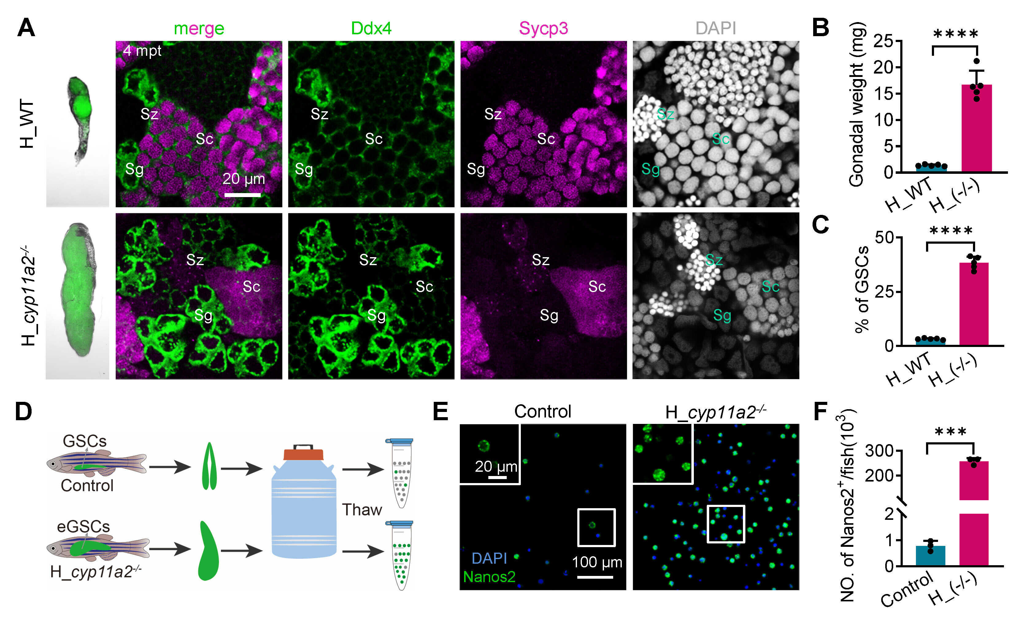 水生所突破扩增性生殖干细胞（eGSCs）技术，解决种内借腹生殖中供体生殖干细胞来源难题